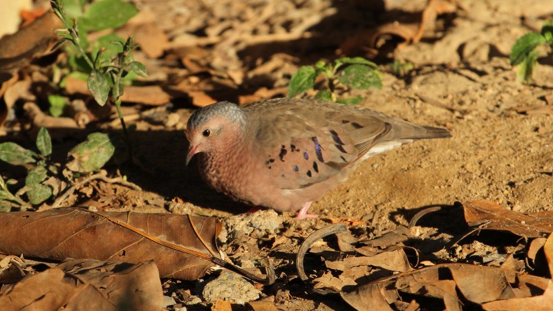 Columbina_passerina_insularis_18