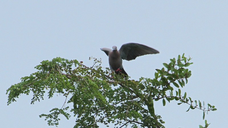 Patagioenas_inornata_03