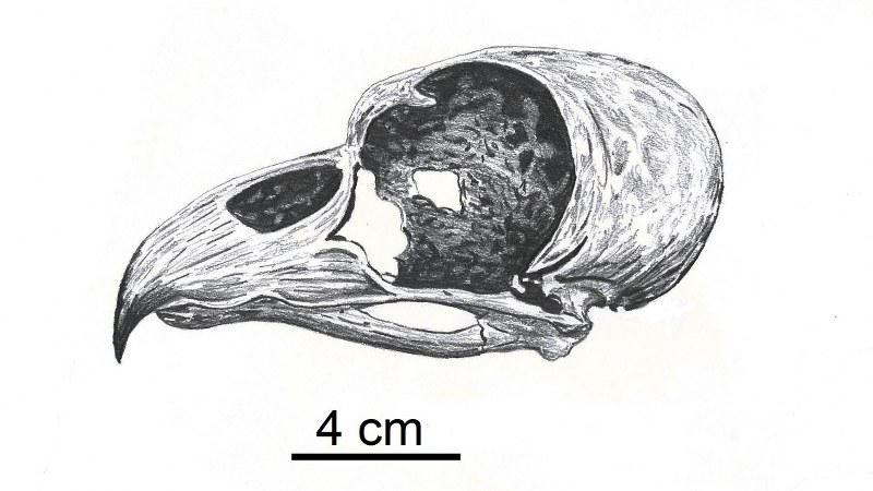 Ornimegalonyx_oteroi_12