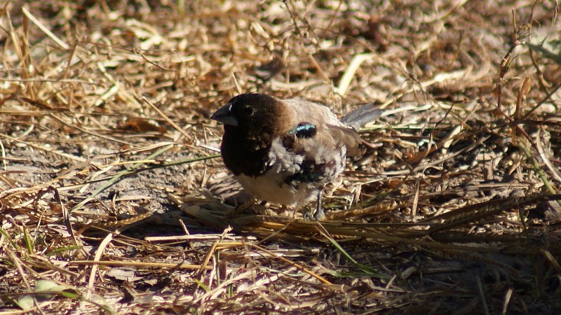 Lonchura_cucullata_18