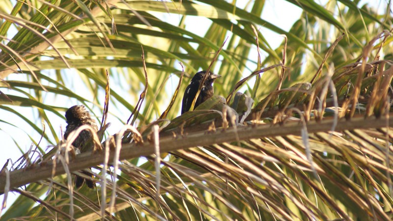 Bubalornis_albirostris_08