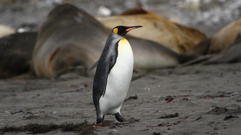 Aptenodytes patagonicus_98