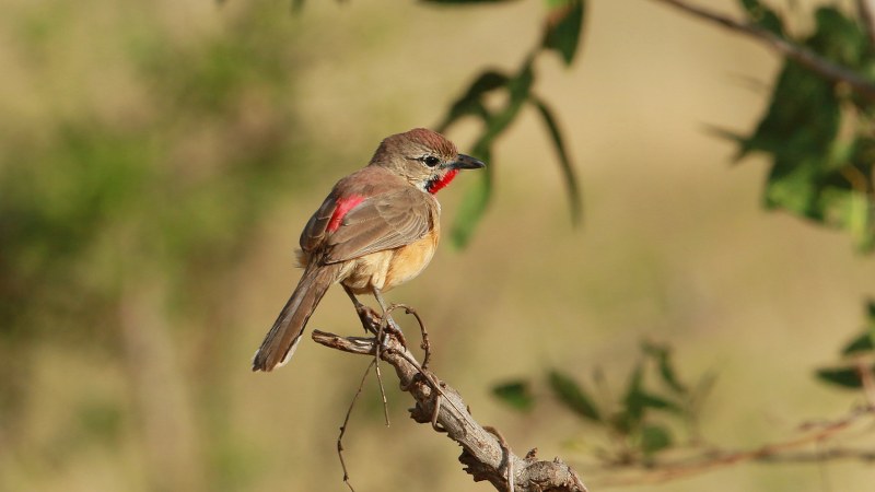 Telophorus cruentus_08