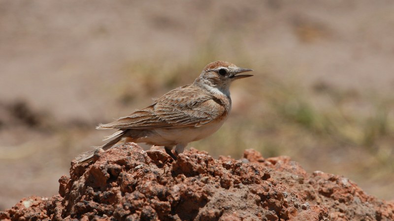 Calandrella_cinerea_07