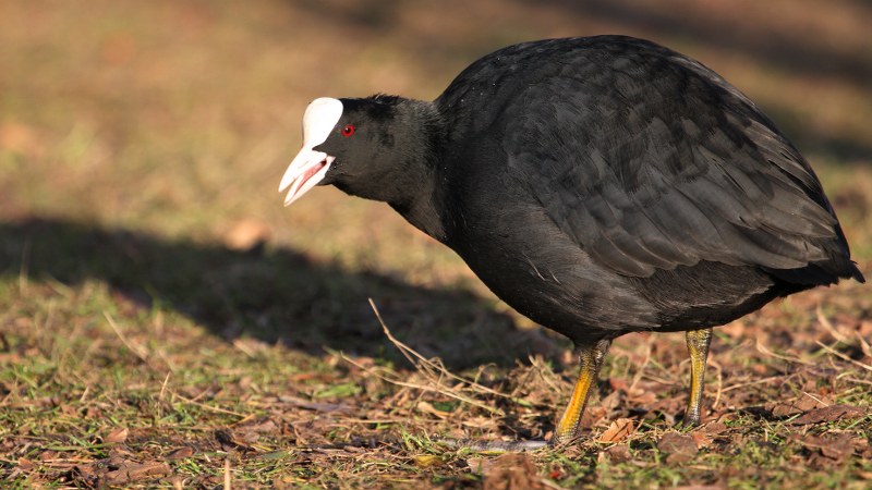 Fulica_atra_19