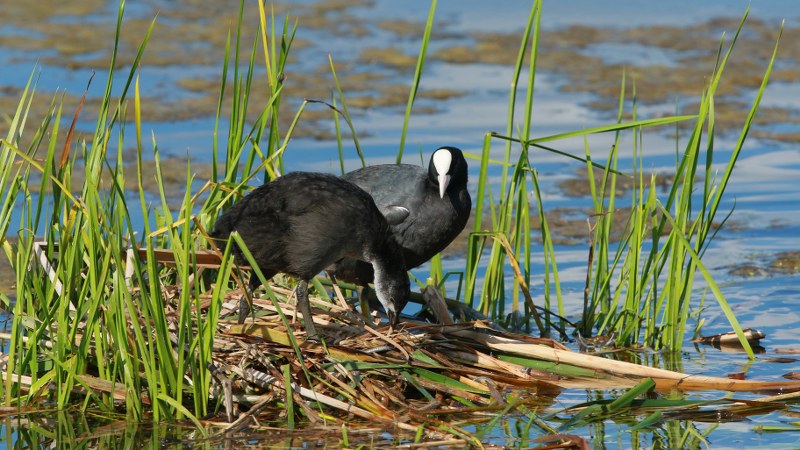 Fulica_atra_23