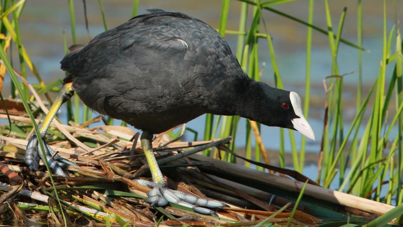 Fulica_atra_35