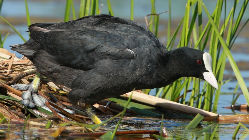 Fulica_atra_39