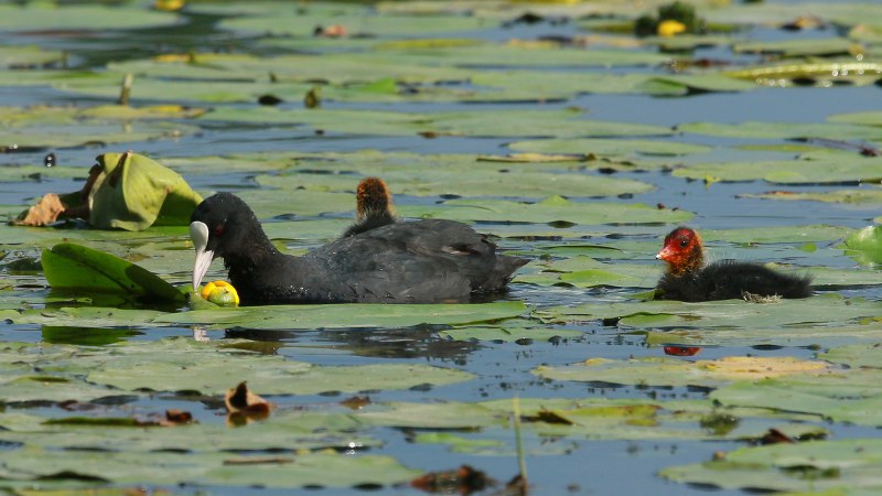 Fulica_atra_42