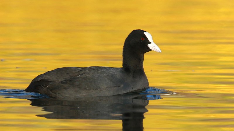 Fulica_atra_17