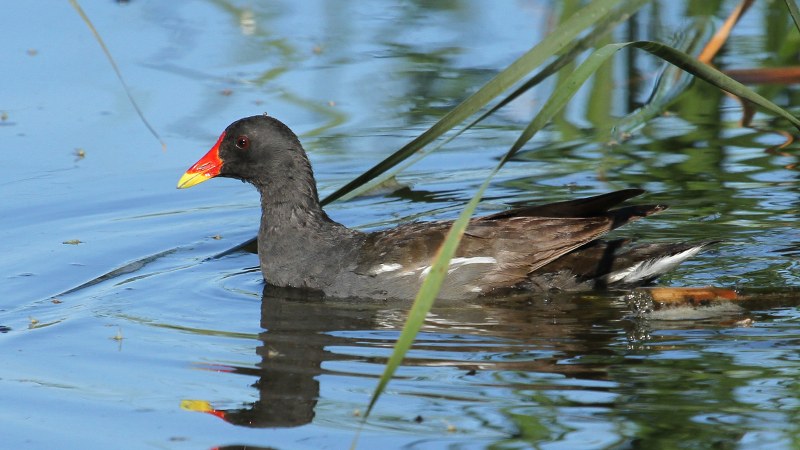 Gallinula_chloropus_08