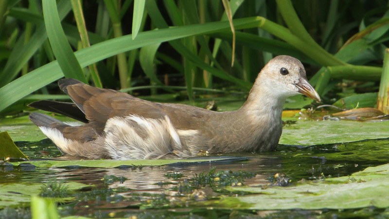 Gallinula_chloropus_12