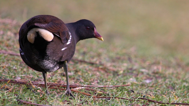 Gallinula_chloropus_18