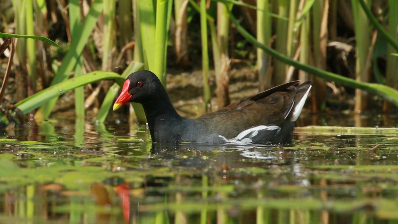 Gallinula_chloropus_39