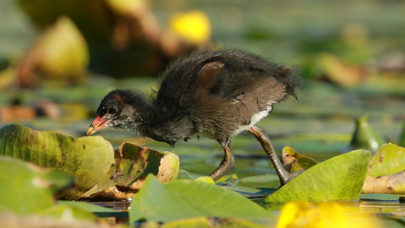 Gallinula_chloropus_65