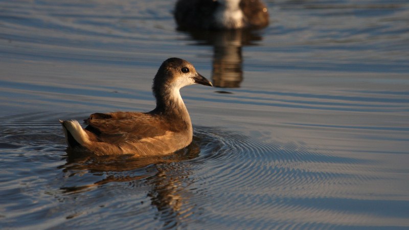 Gallinula_chloropus_93