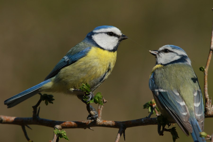 Cyanistes_caeruleus_caeruleus_32