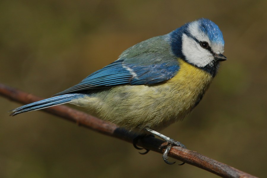 Cyanistes_caeruleus_caeruleus_18