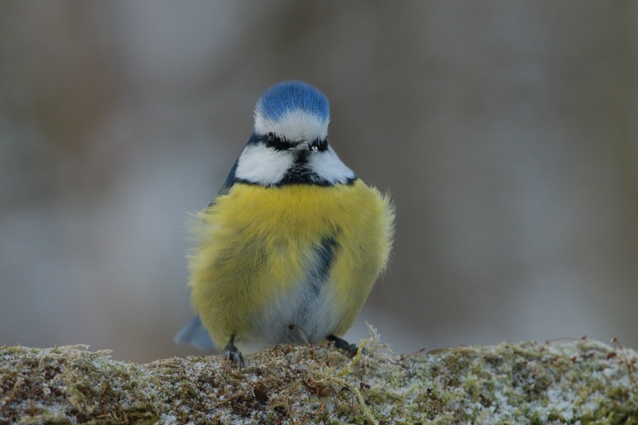 Cyanistes_caeruleus_caeruleus_14