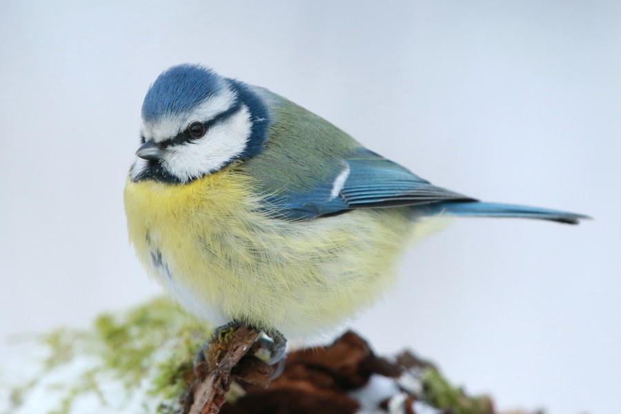 Cyanistes_caeruleus_caeruleus_01