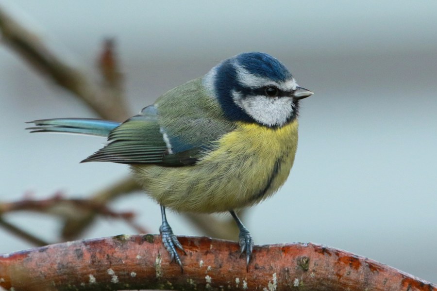 Cyanistes_caeruleus_obscurus_11