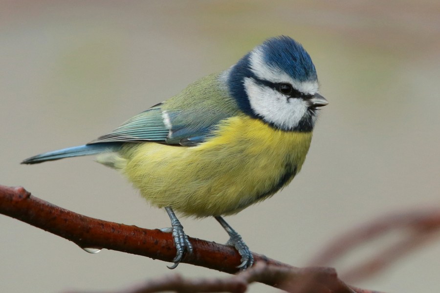 Cyanistes_caeruleus_obscurus_10