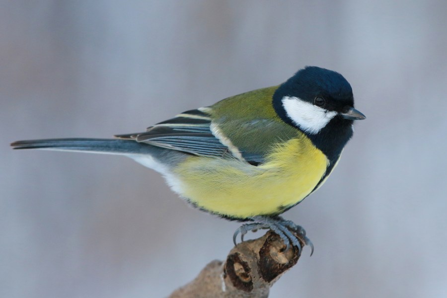 Parus_major_major_22