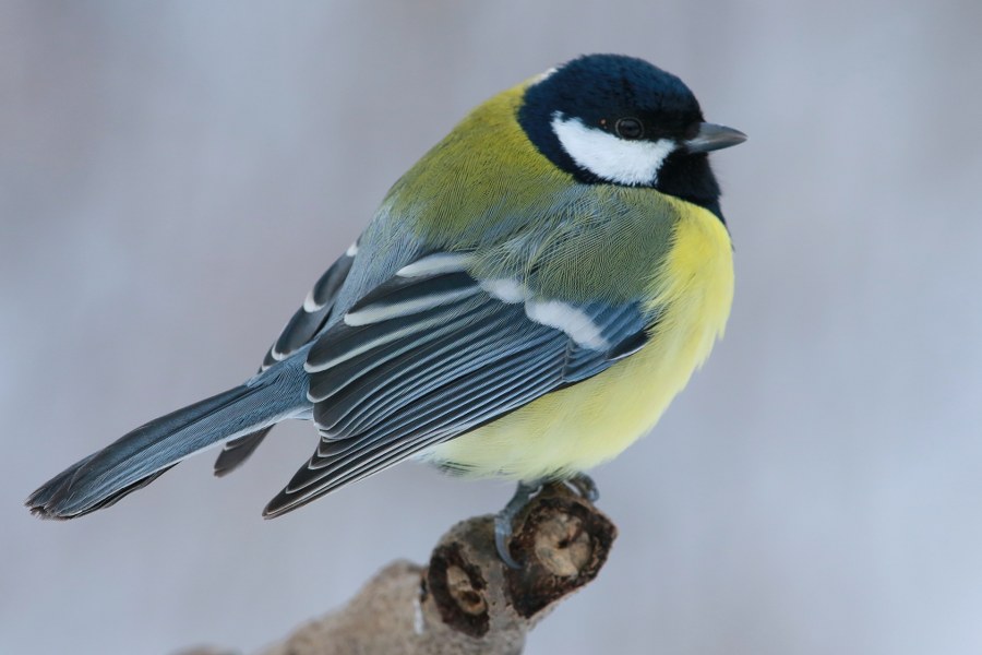 Parus_major_major_36