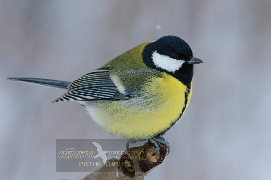 Parus_major_major_01