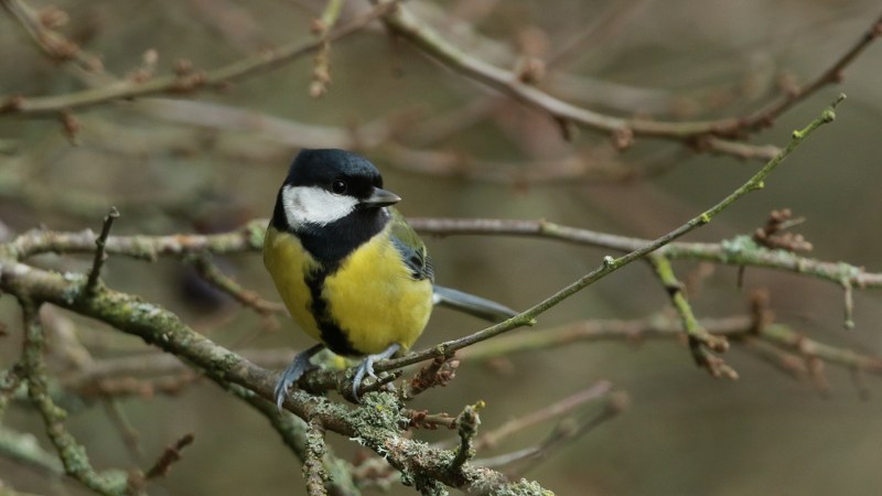 Parus_major_newtoni_01