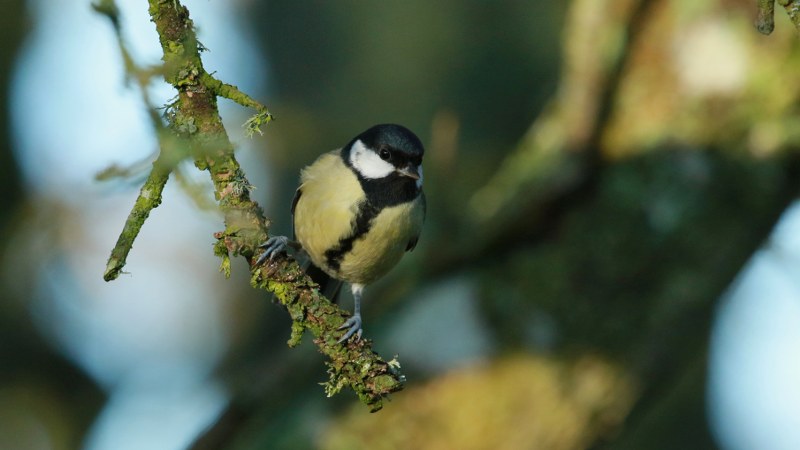 Parus_major_newtoni_02