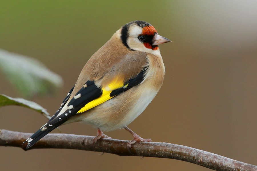 Carduelis_carduelis_britannica_14