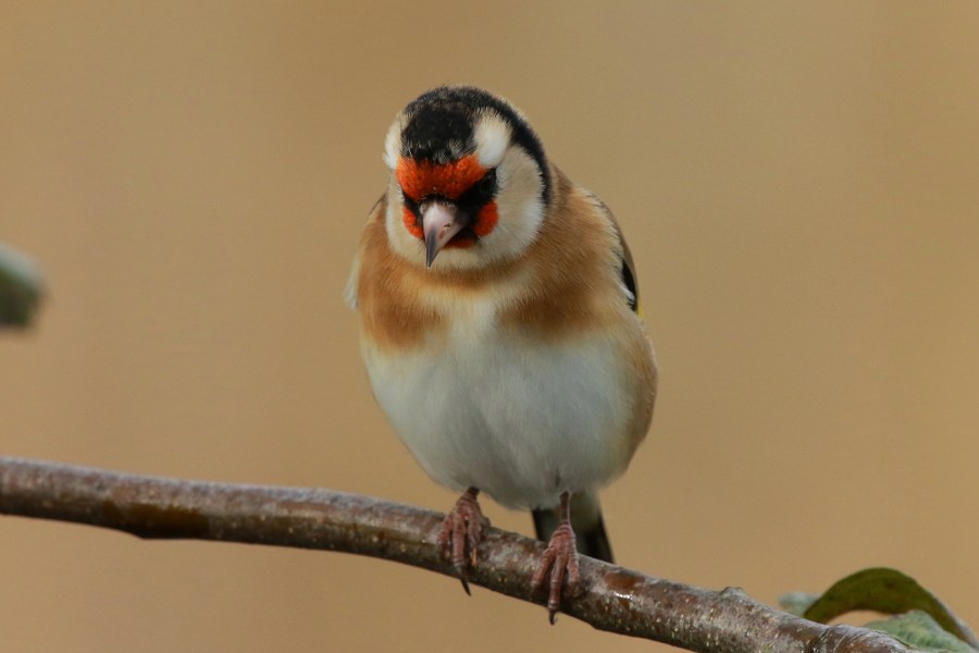 Carduelis_carduelis_britannica_10