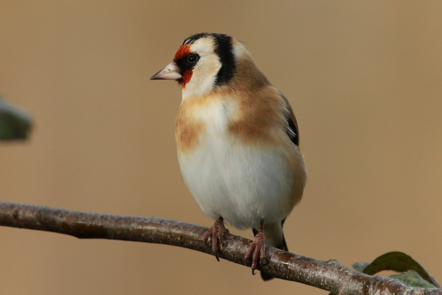 Carduelis_carduelis_britannica_09