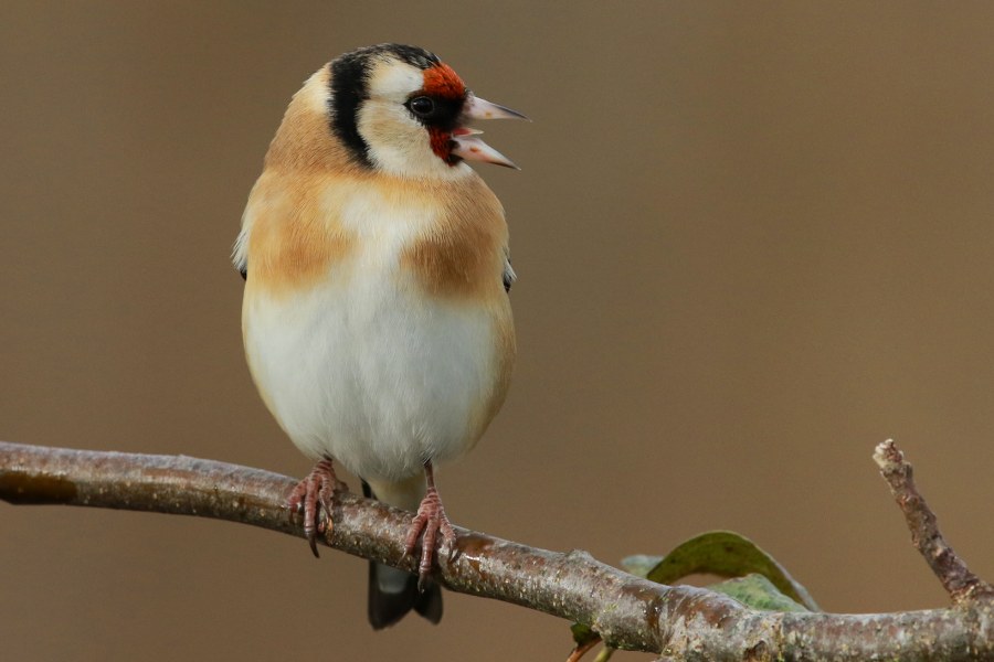 Carduelis_carduelis_britannica_06