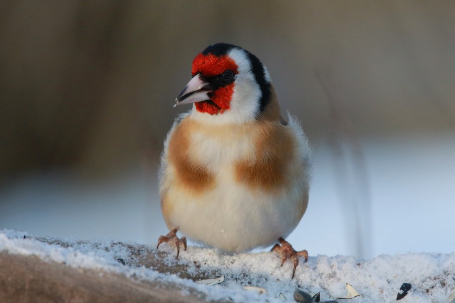 Carduelis_carduelis_carduelis_13