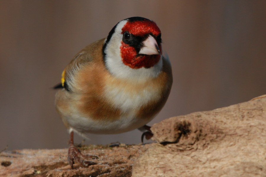 Carduelis_carduelis_carduelis_18