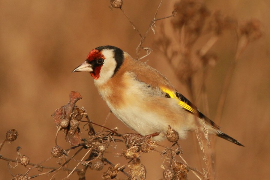 Carduelis_carduelis_carduelis_29