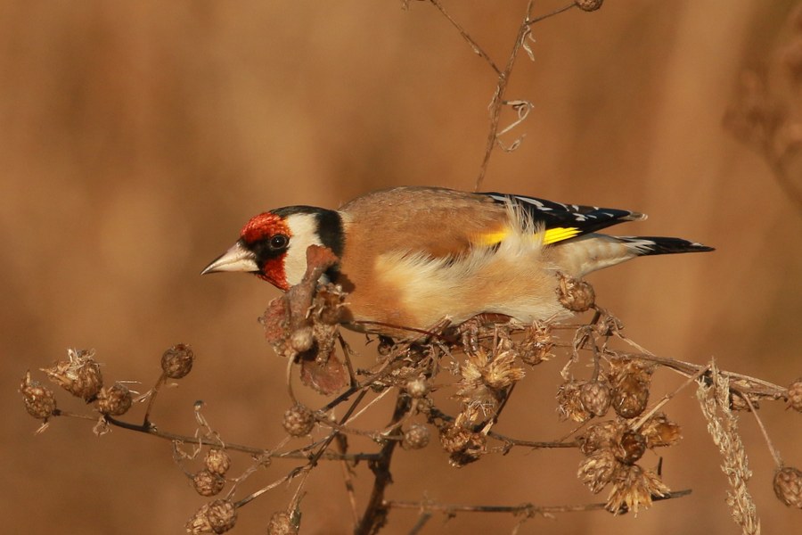 Carduelis_carduelis_carduelis_28