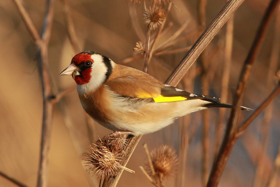 Carduelis_carduelis_carduelis_34