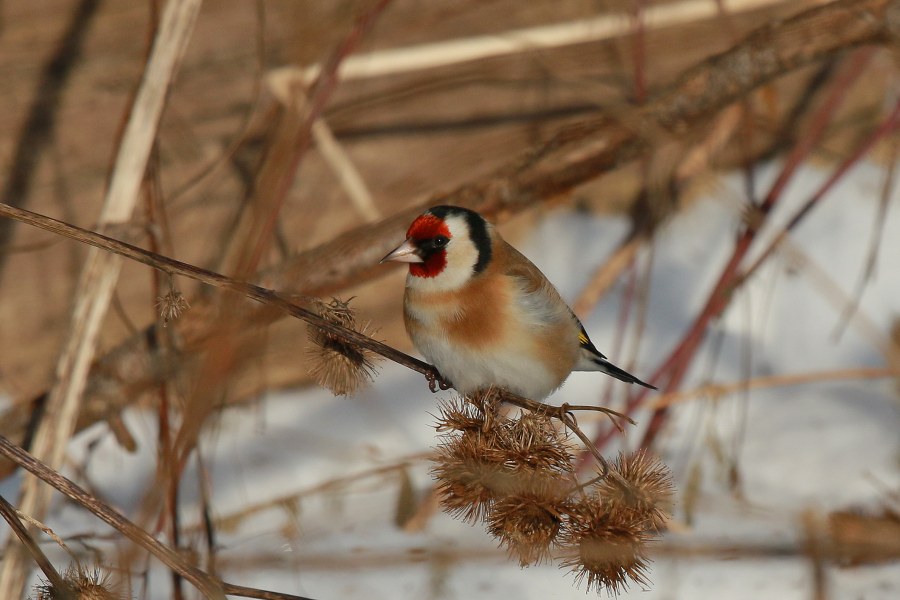 Carduelis_carduelis_carduelis_38