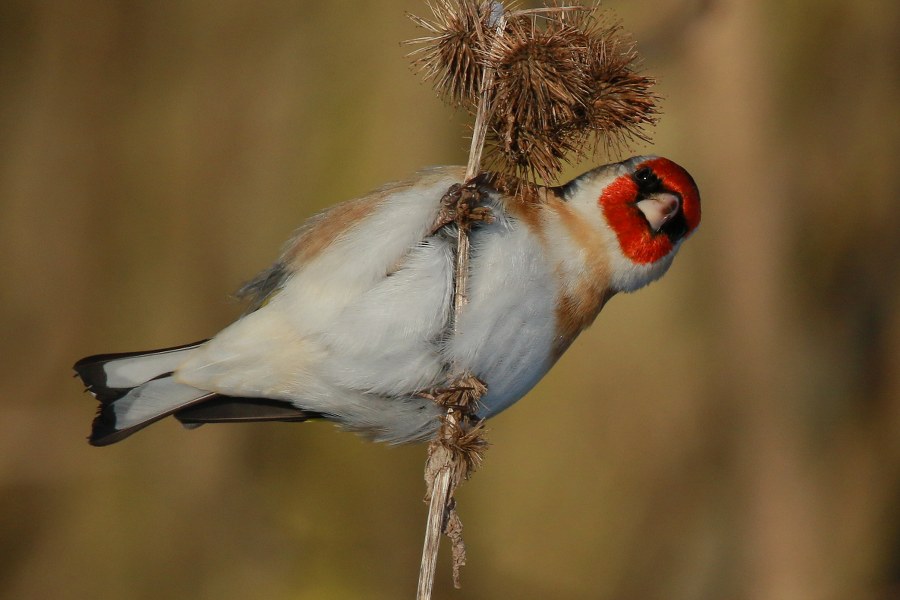 Carduelis_carduelis_carduelis_05